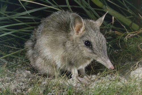 western barred bandicoot